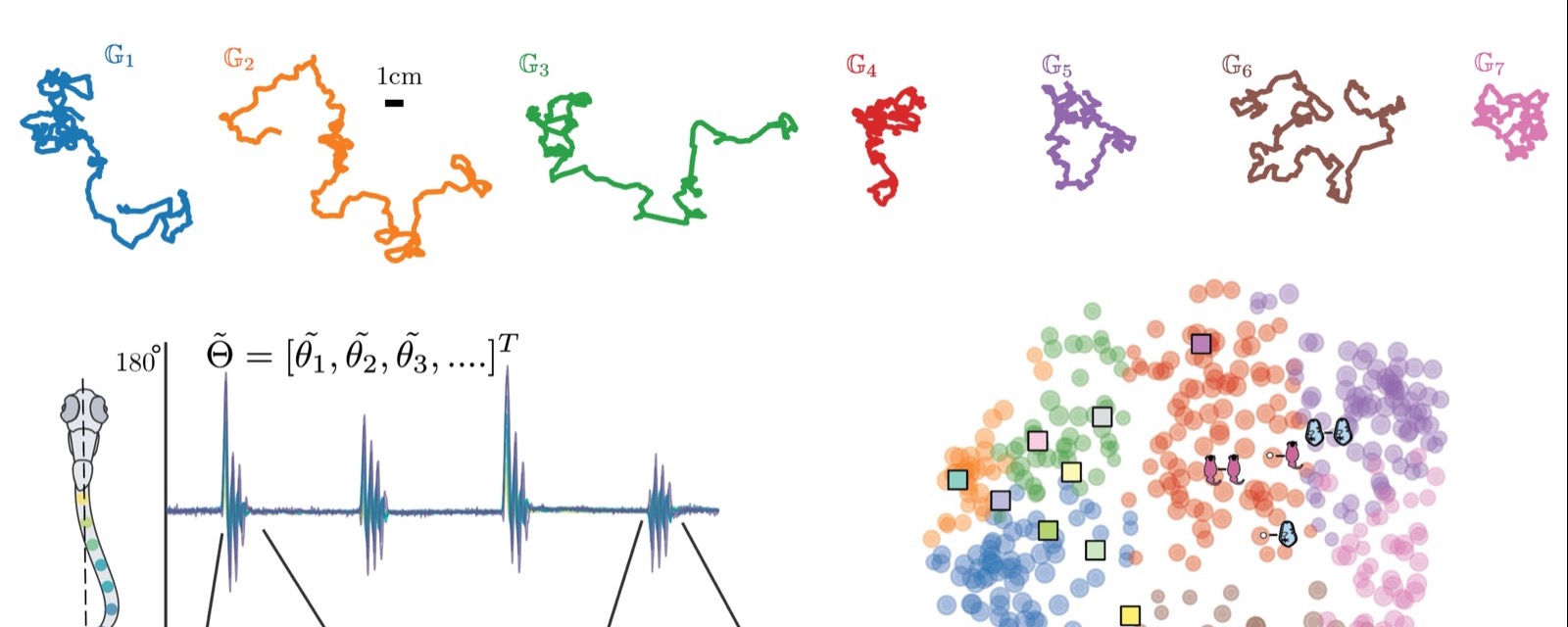 Figure: Sridhar, Costa et al., PNAS 2024
